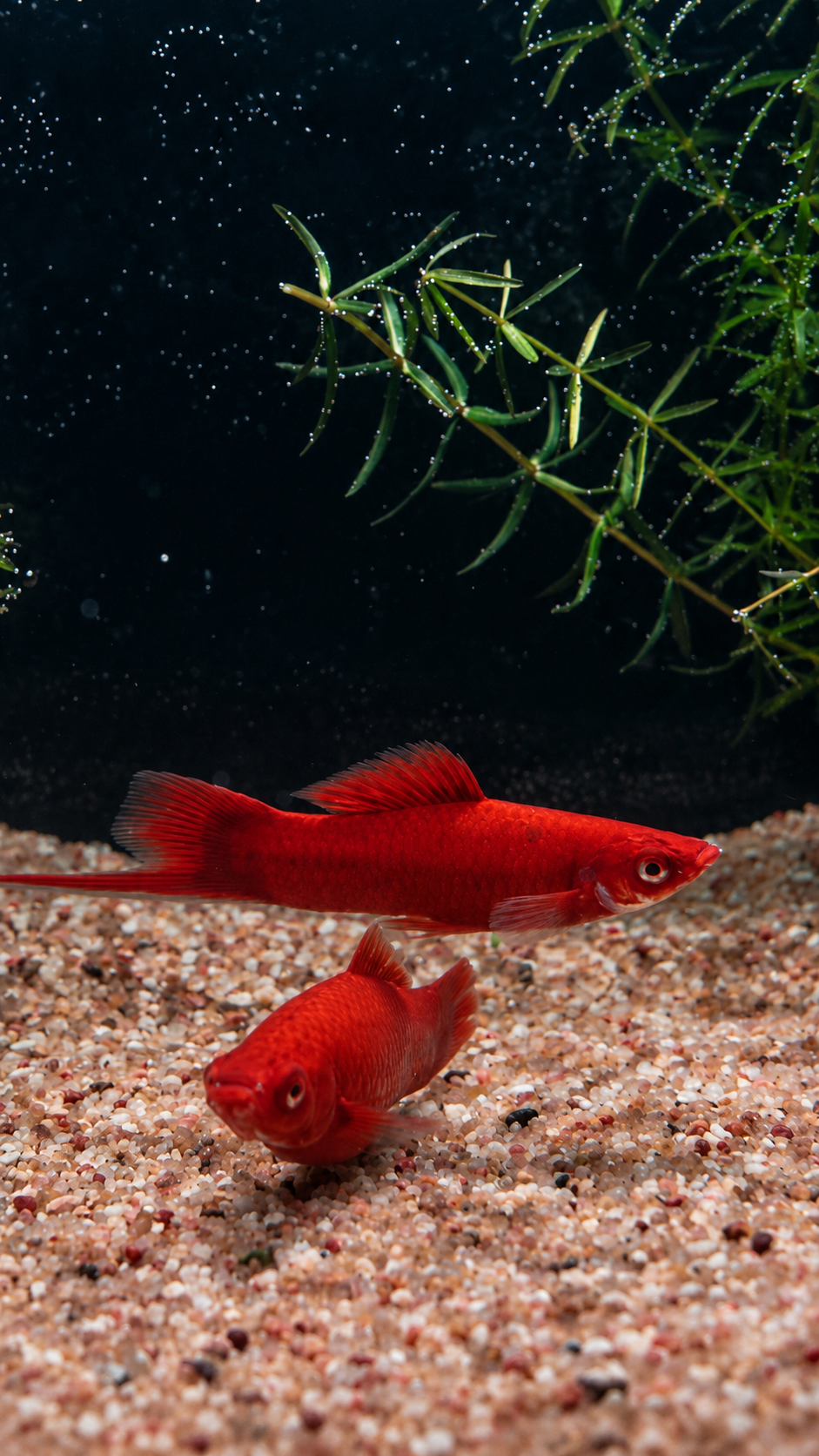 Swordtail alternate view