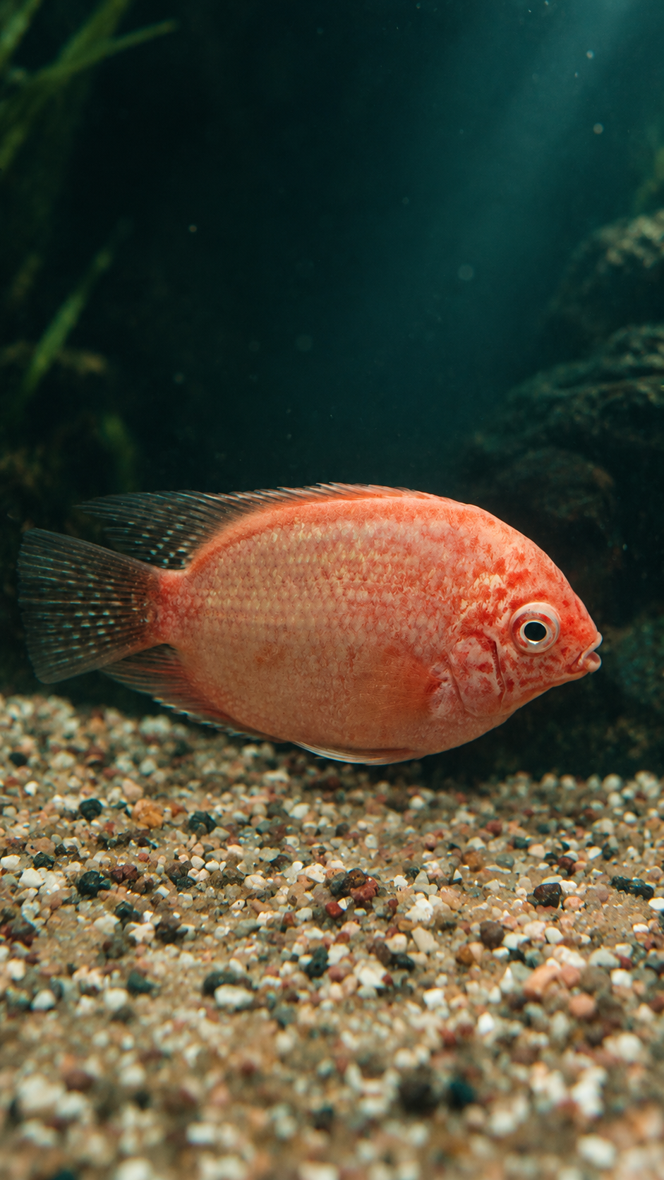 Severum