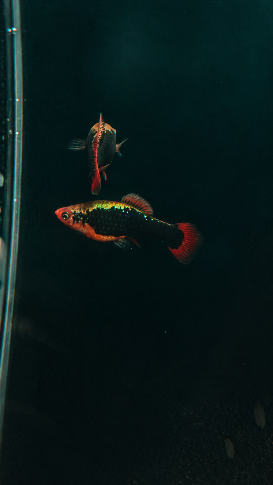 Platy