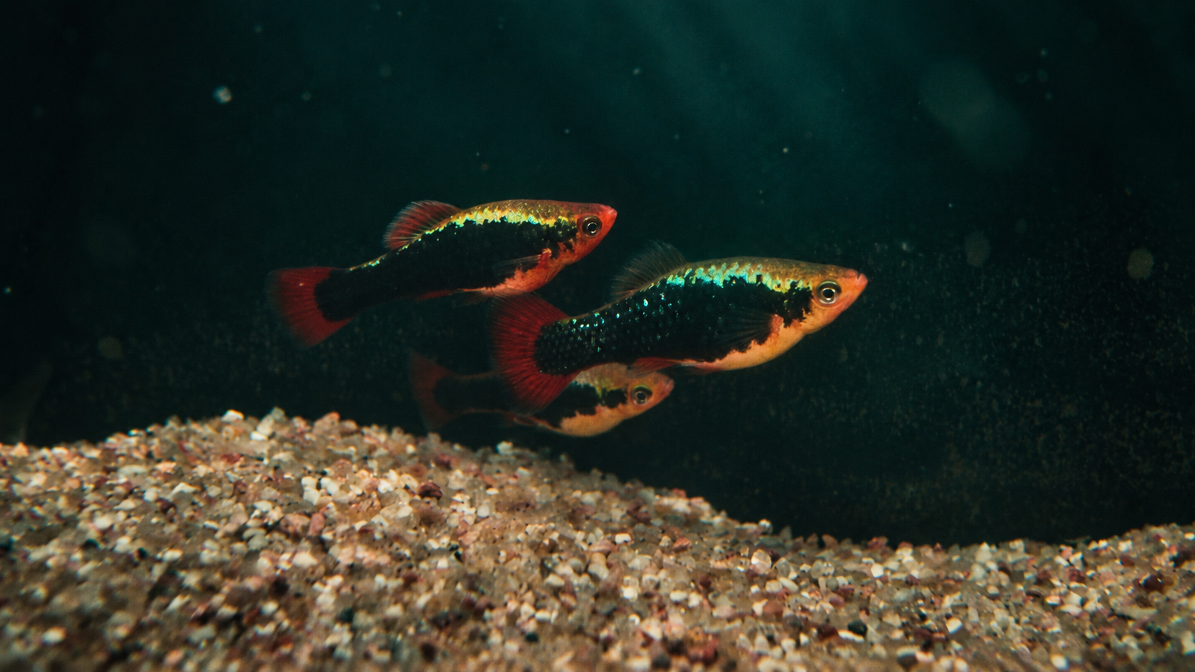 Platy alternate view