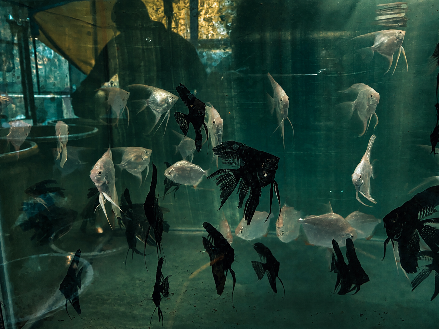 Angelfish