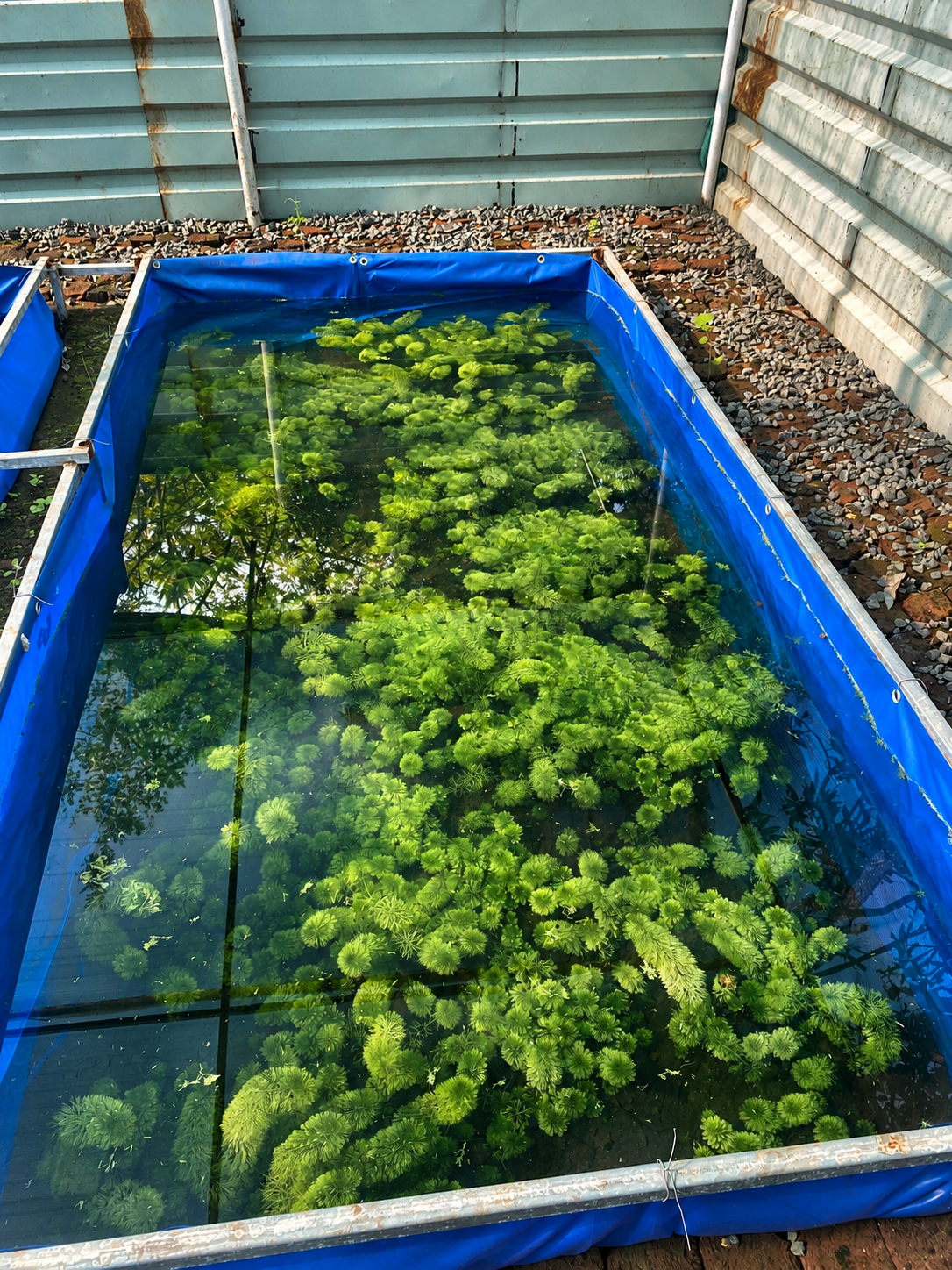 A living world of water, plants and fish